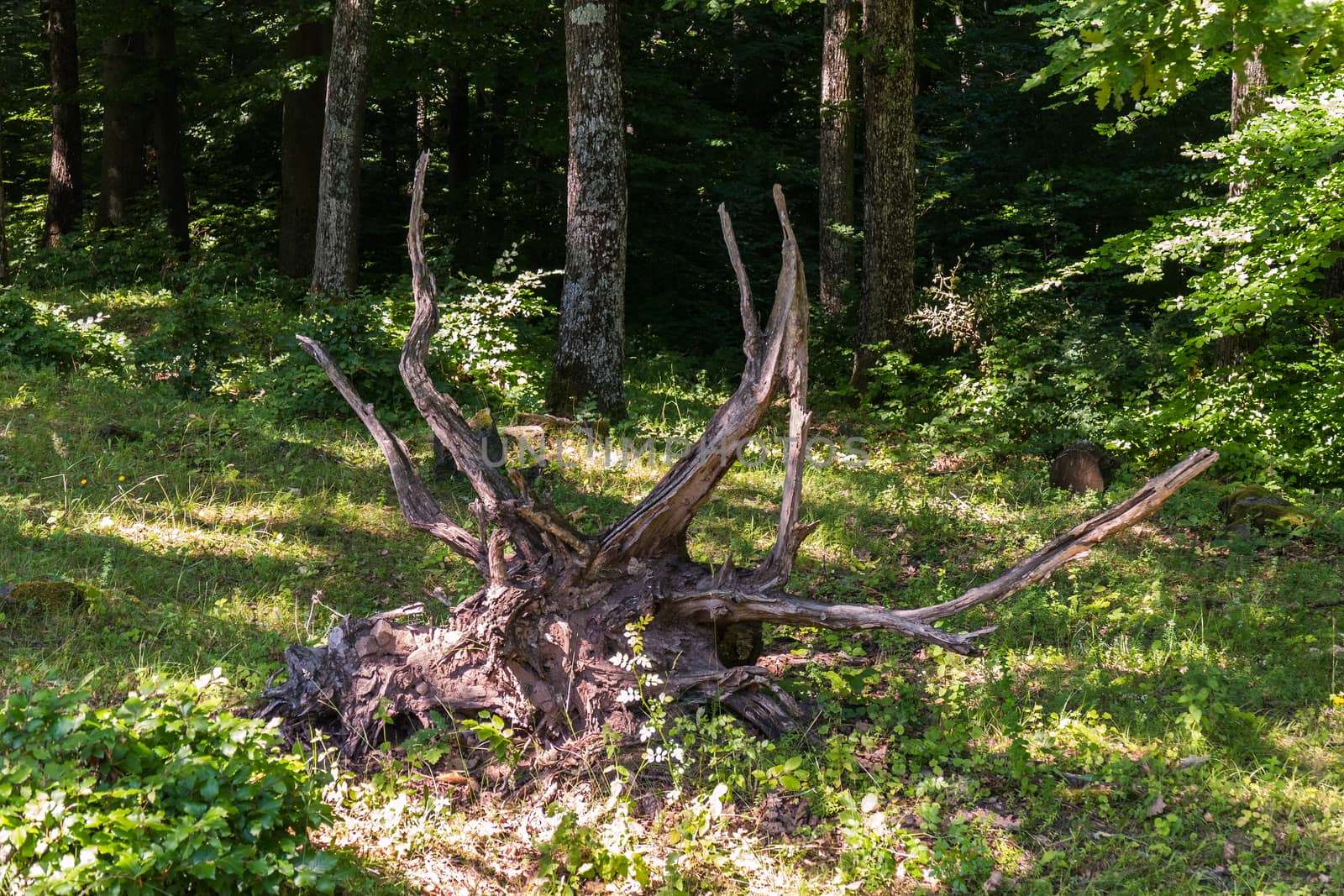 An old stump in the midst of a forest glade against the backdrop of large pine trees