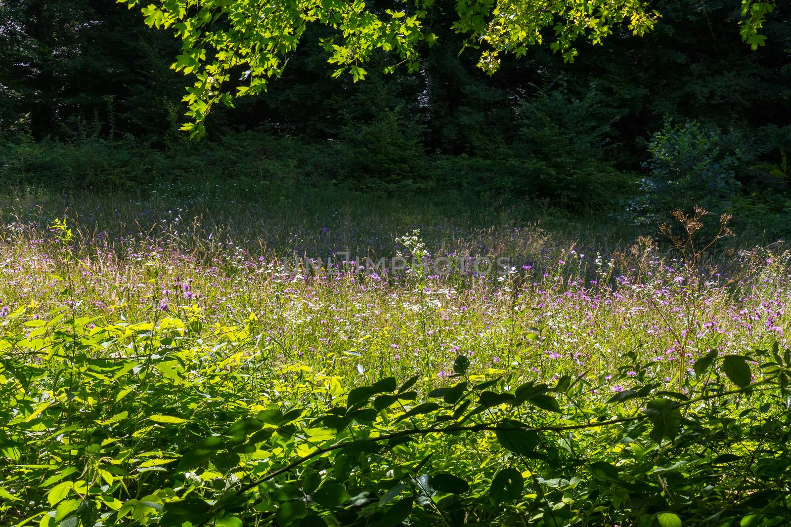 A huge number of colorful wild wildflowers against the background of green trees and shrubs