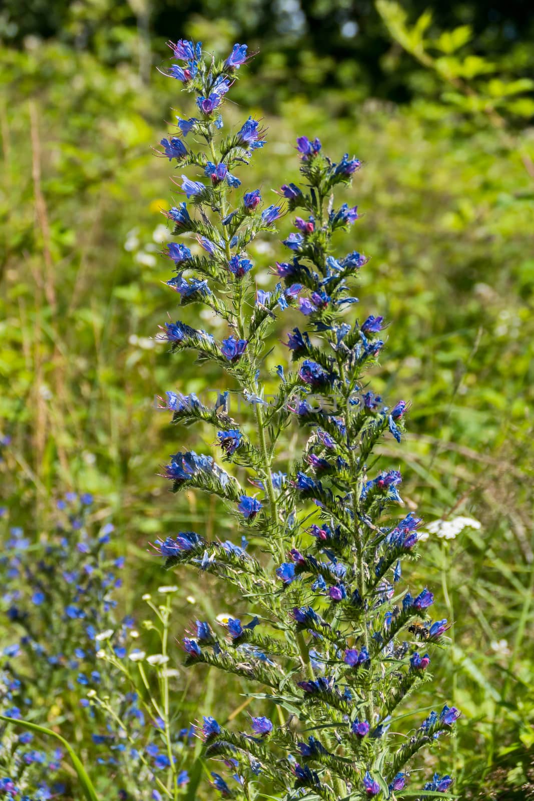 High green stems with small blue wildflowers. The simplicity of grace and beauty are all together.