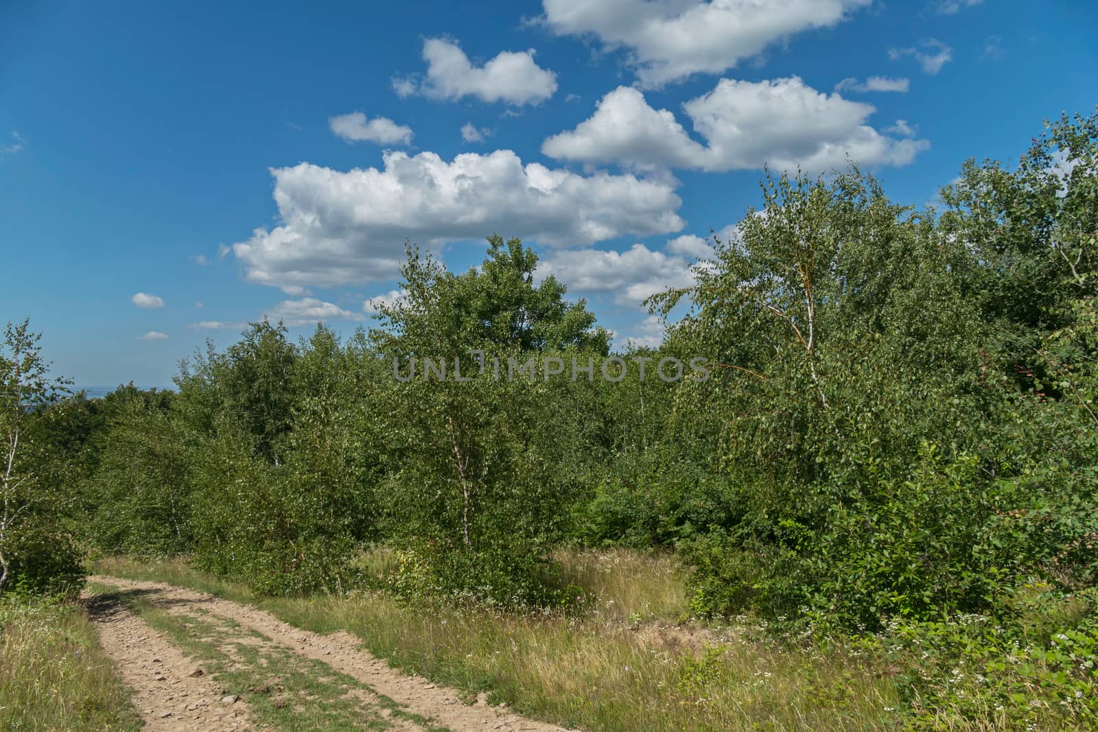 the track of the field road between the young birch forest. places of remarkable rest by Adamchuk