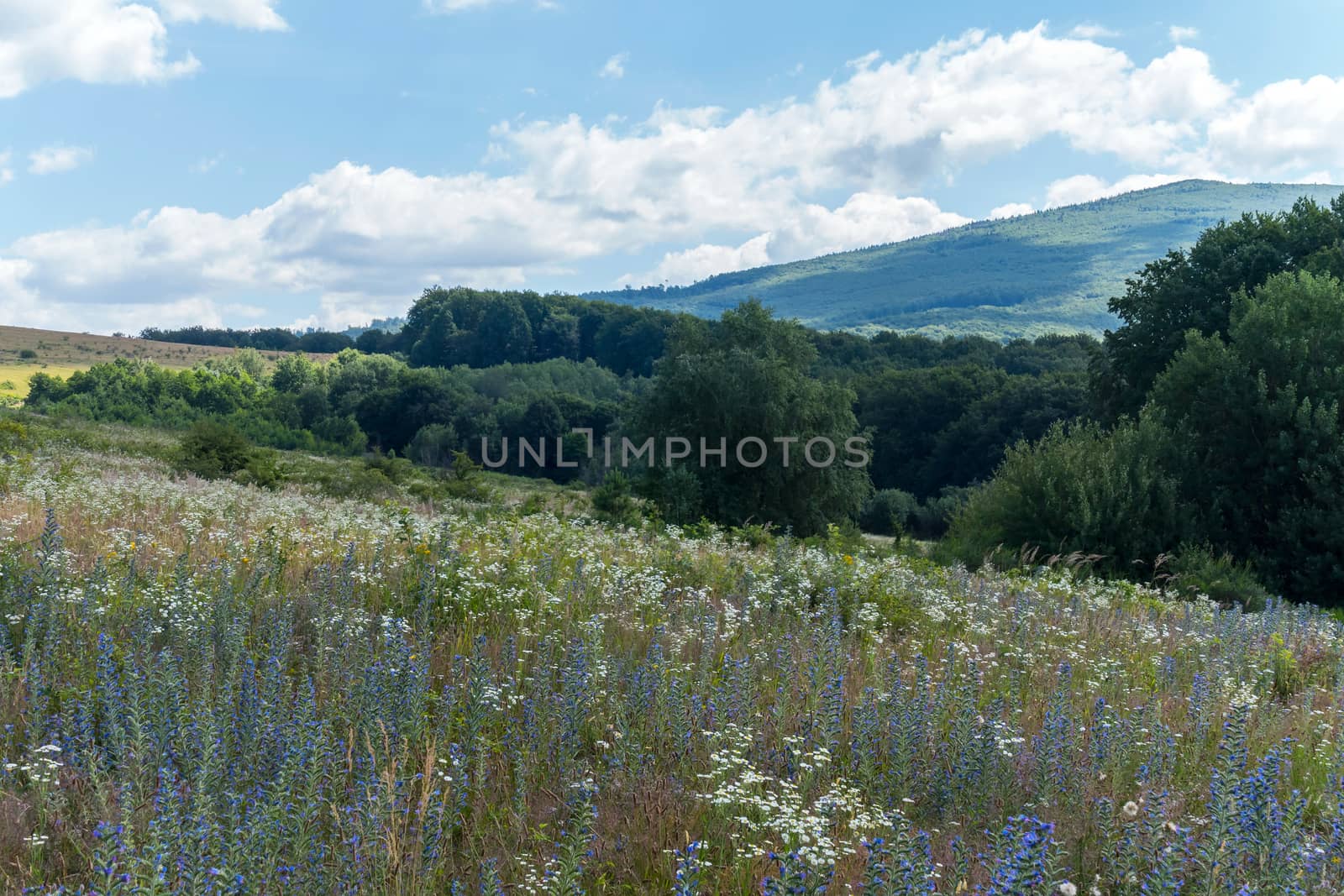 Beautiful natural landscape with flowering herbs, green trees, high hills and blue sky in the clouds
