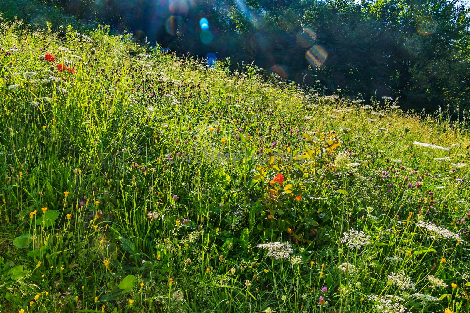 Delicate wild flowers growing thick carpet on the edge of the forest