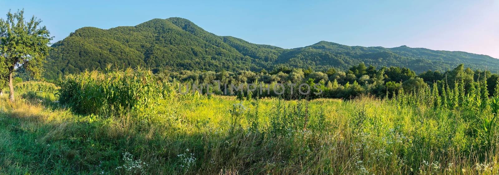 agricultural land with corn and beans in a forest near a wooded mountain