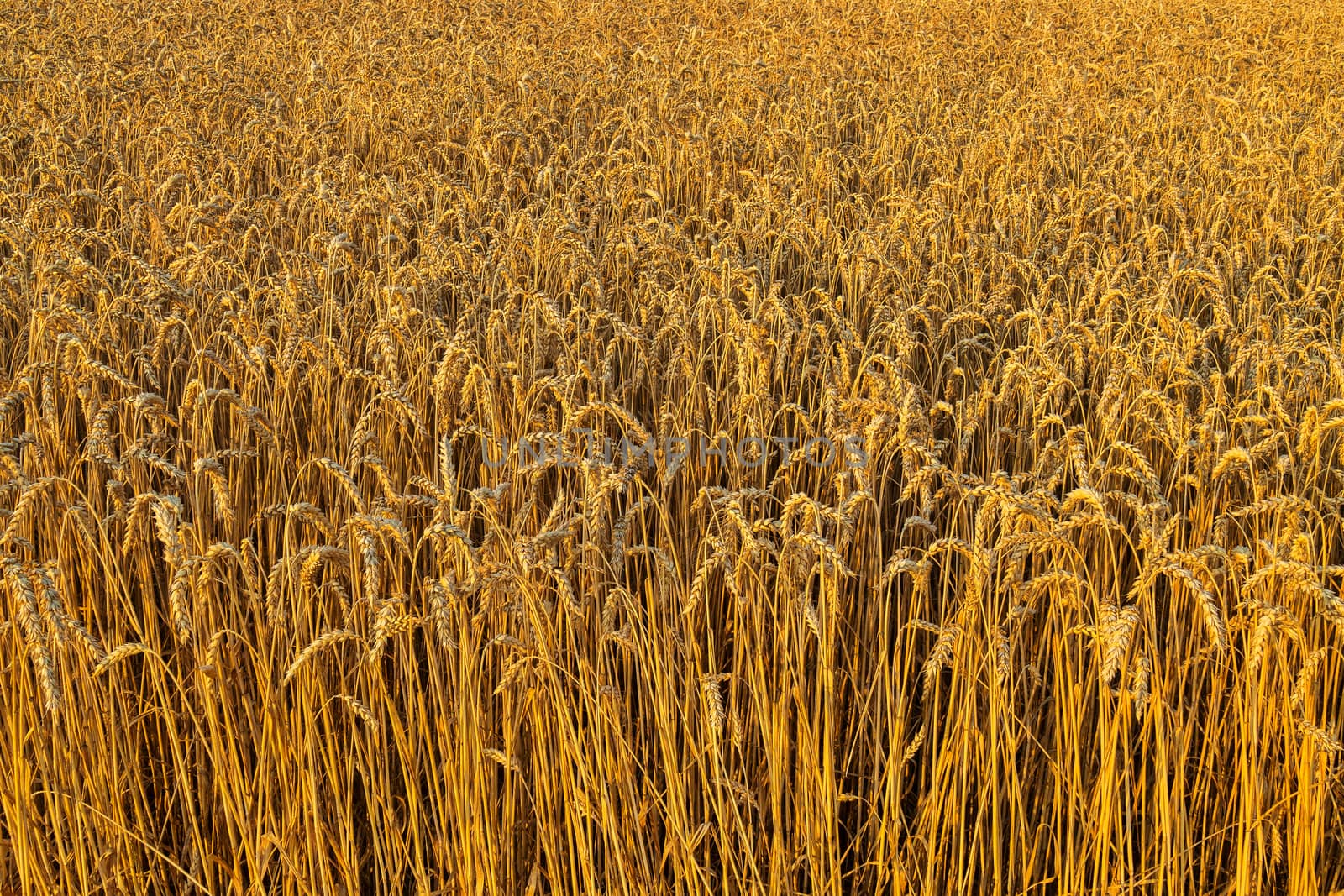 The golden wheat field. In the future, these ears become a delicious bread