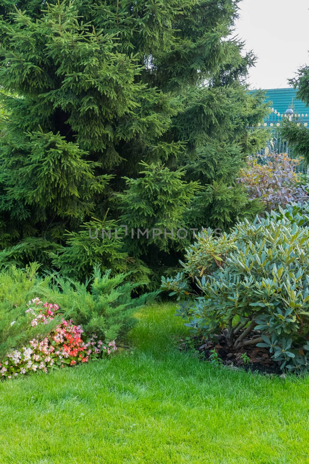 Green grass on a sloping lawn with a growing bush of flowers and a lush pine tree. by Adamchuk