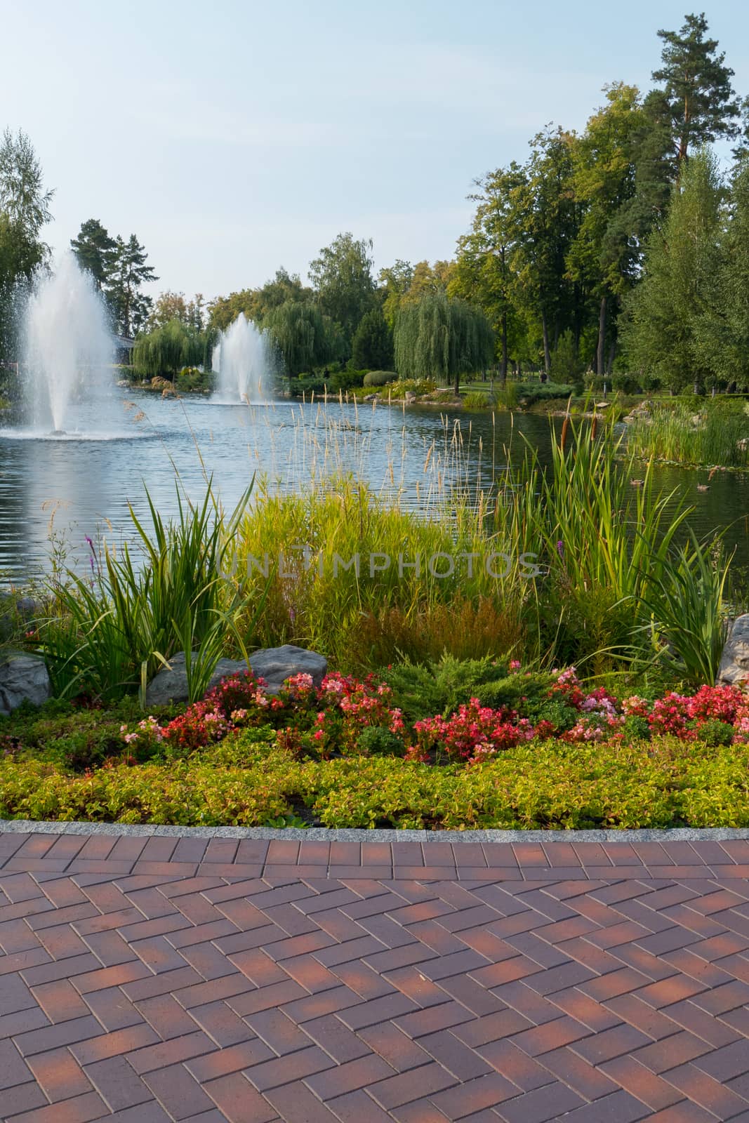 Beautiful flowers growing in a flower bed next to a path of tiles in a park on a background of fountains in a pond.