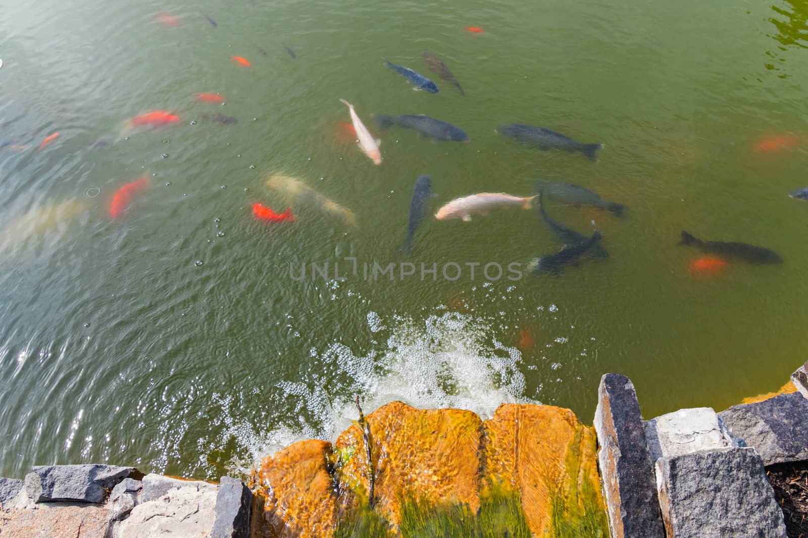various subspecies of golden pond fish float under the surface of water near an artificial waterfall