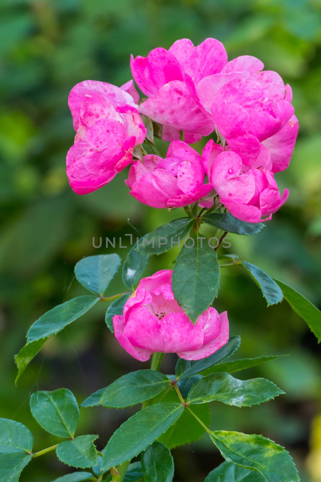 lush buds of tender pink tea rose after watering