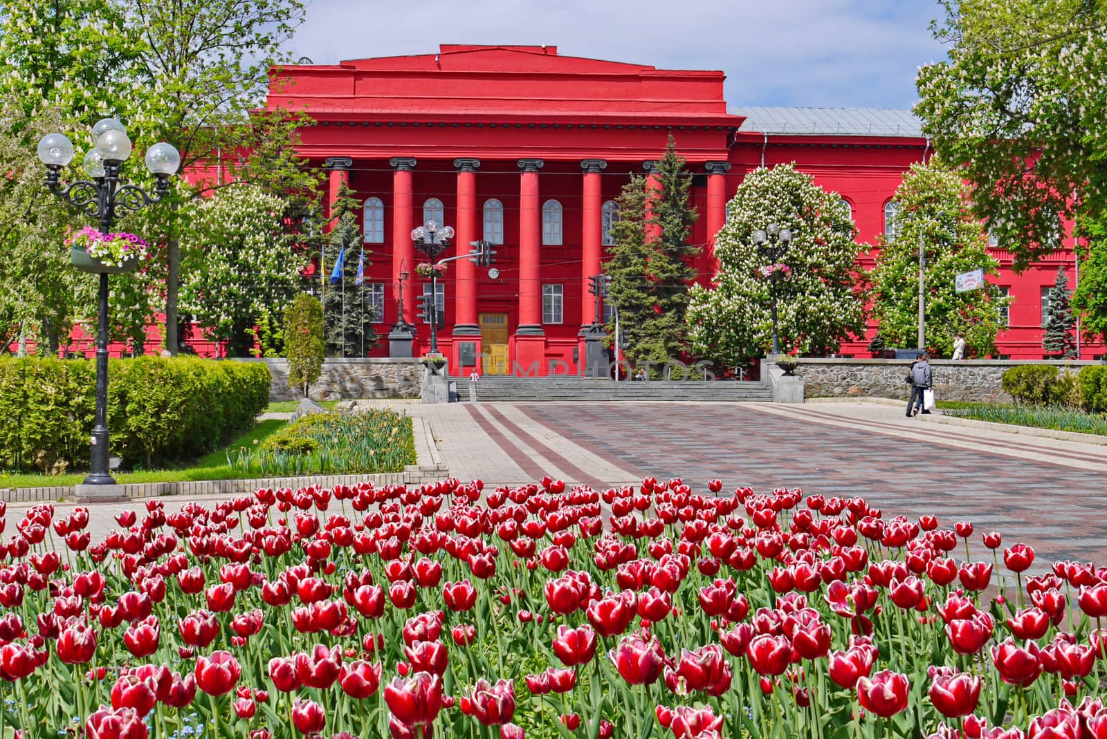 A magnificent flower bed of beautiful red-white tulips growing opposite the educational building of the same color. by Adamchuk