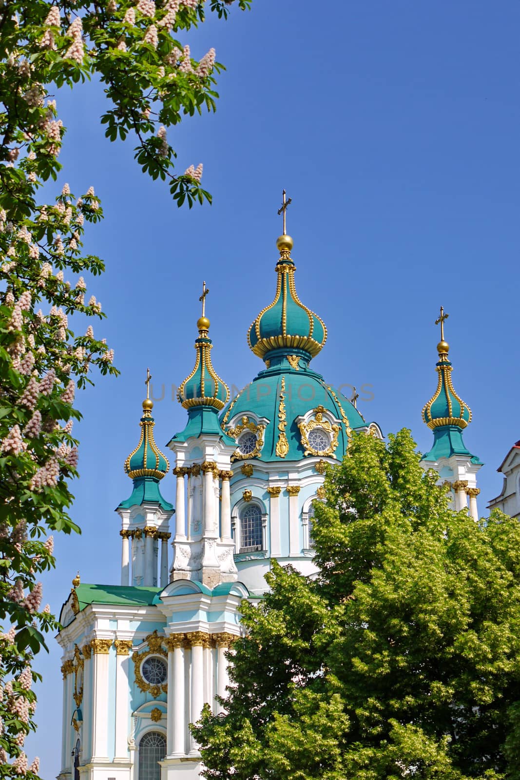 turquoise domes with a golden edging of the St. Andrew's Church with a flowering chestnut in the foreground