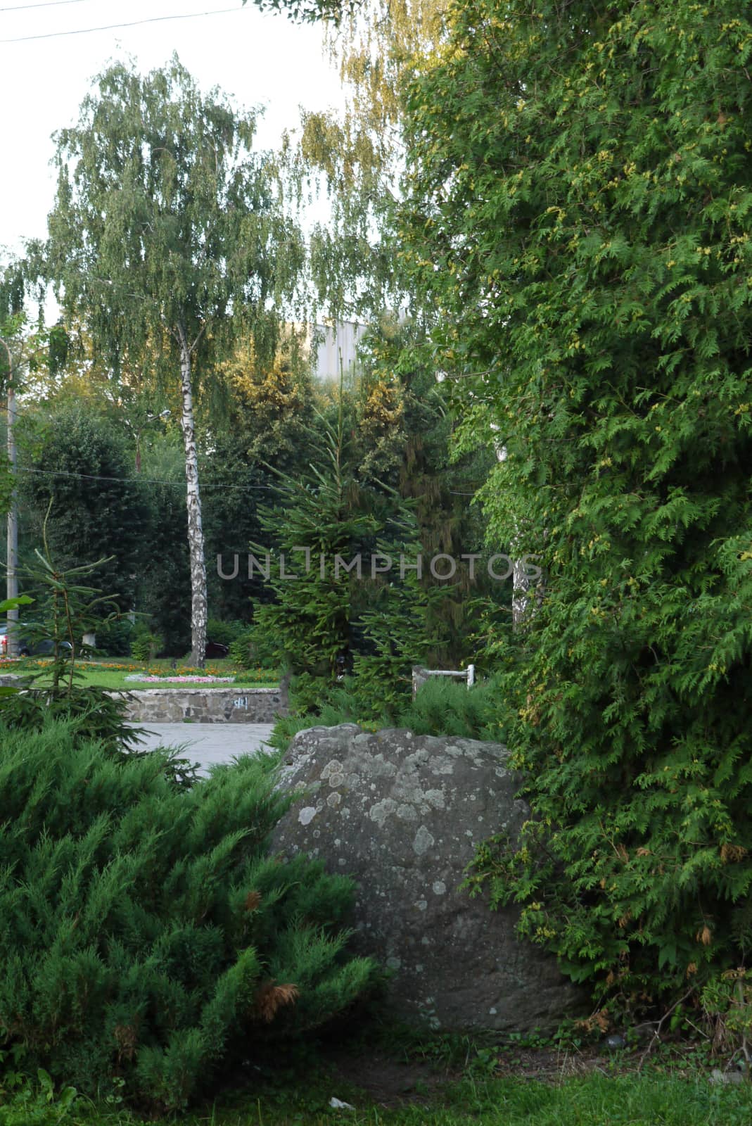 big stone in the park between the green branched paws of the fir