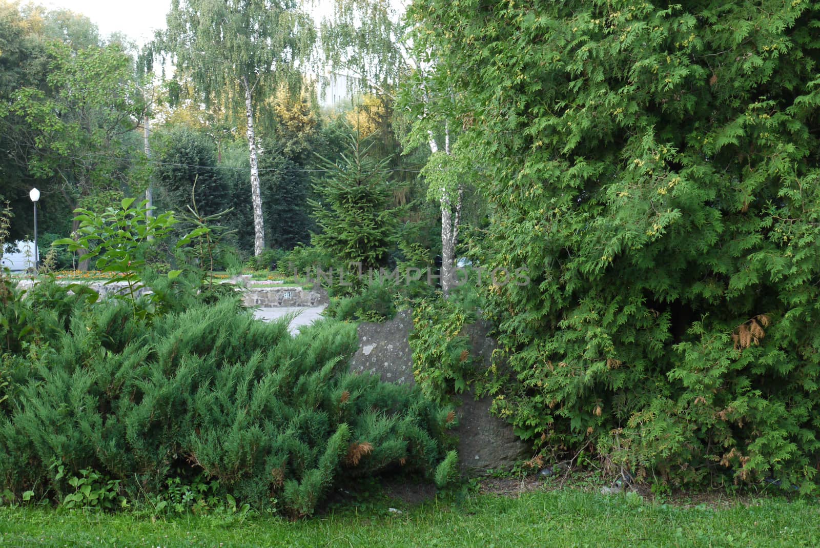 Green park with green bushes and coniferous trees on the background of small birches