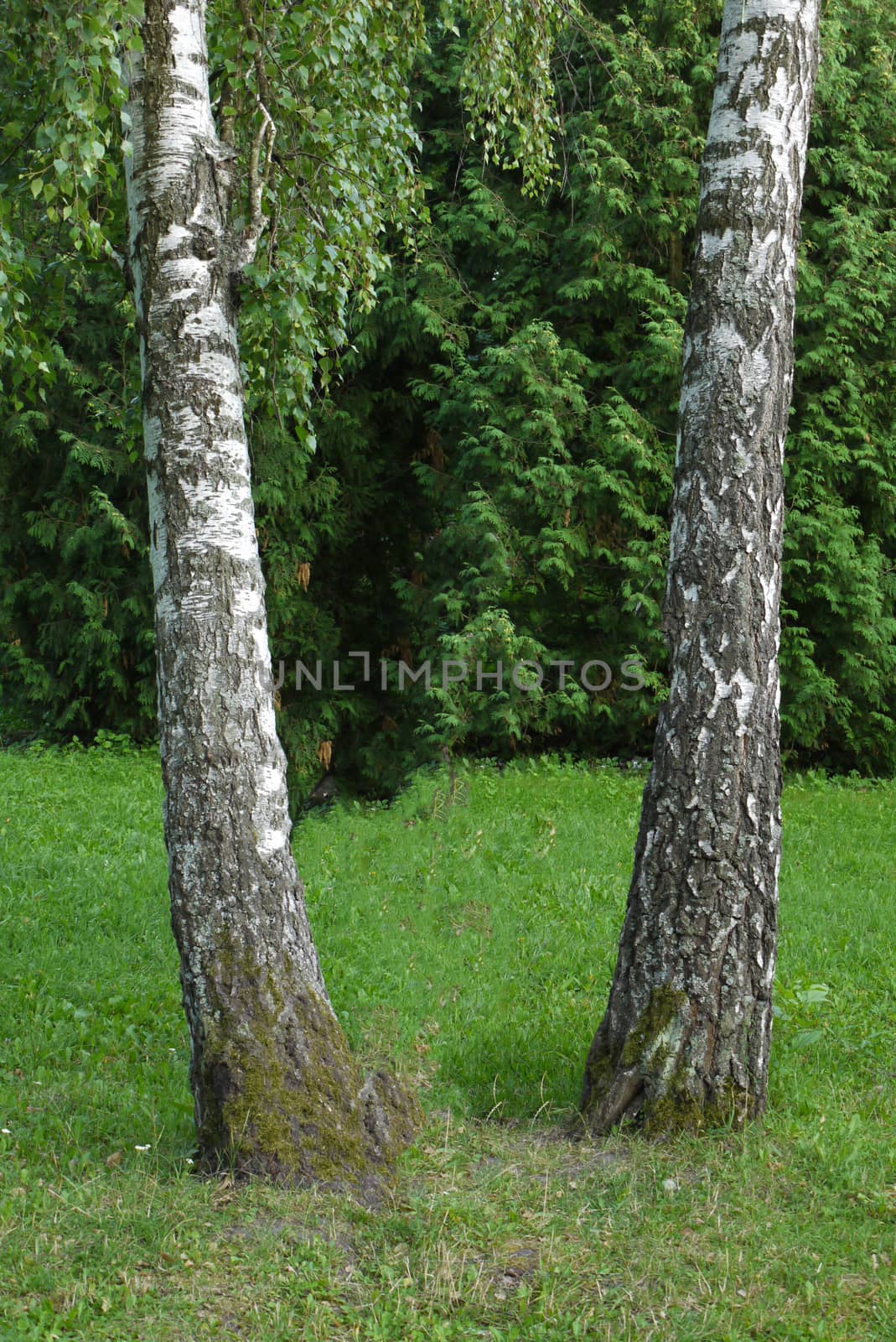 Two white birches like sisters were beautifully located on a green lawn. Fancifully stand out against the background of other trees.