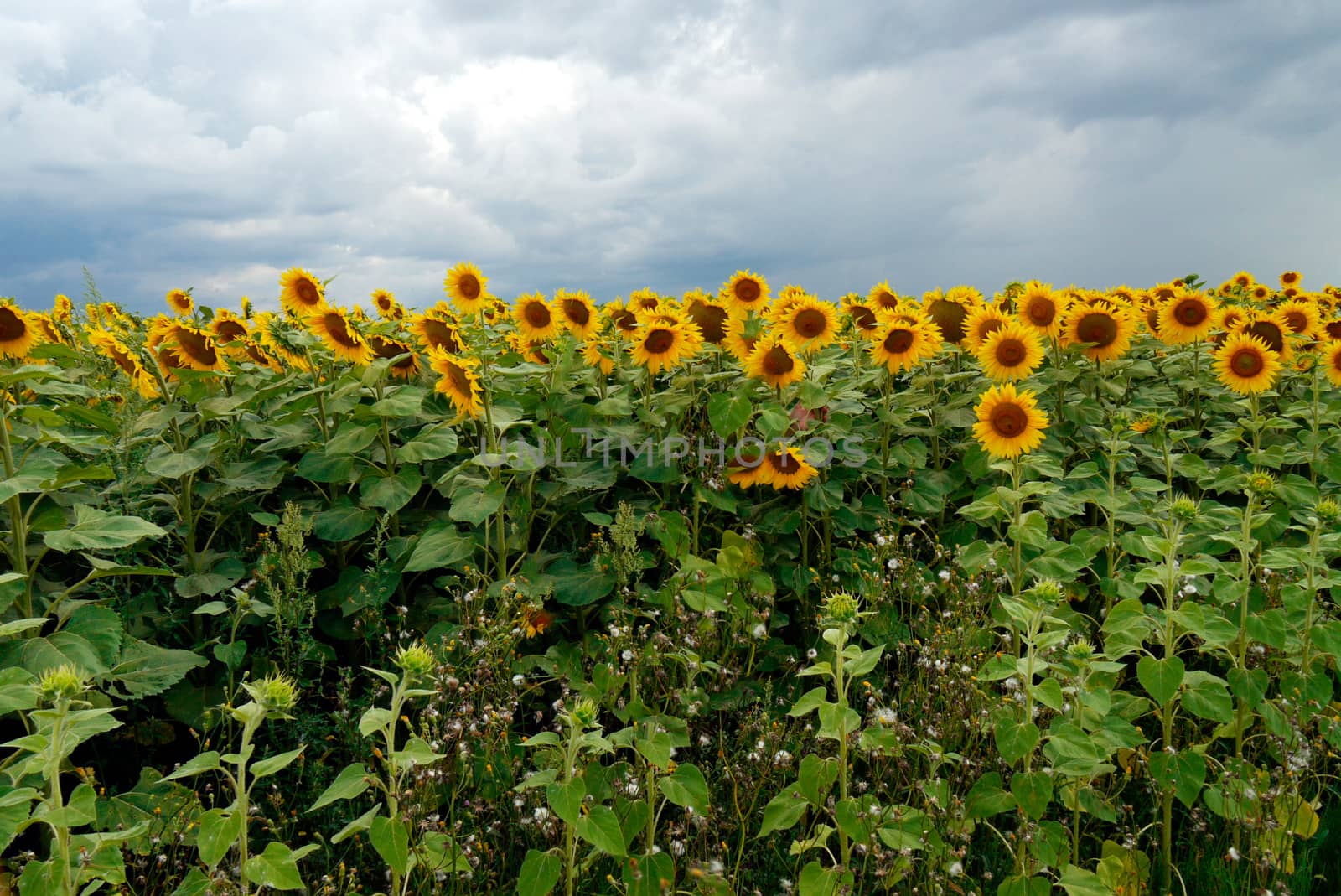 field of bright yellow sunflowers against the gray cloudy sky