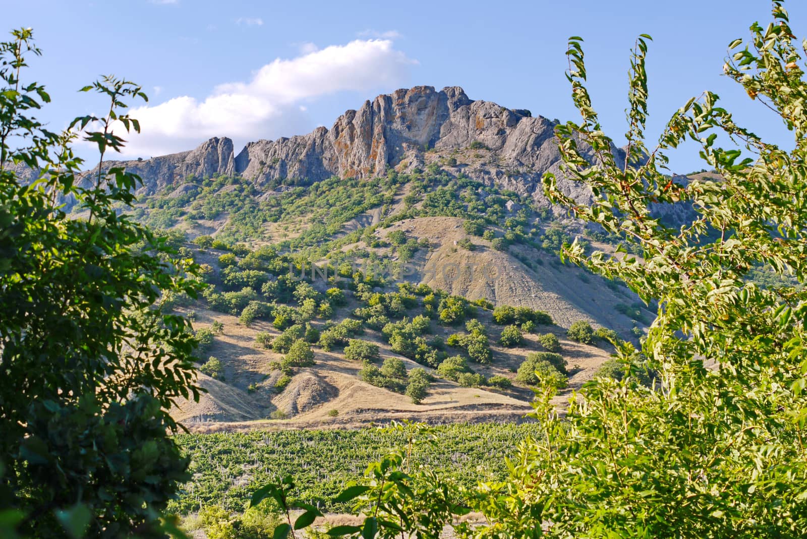 rocky mountain with single bushes on a slope and a green field of grapes in the valley