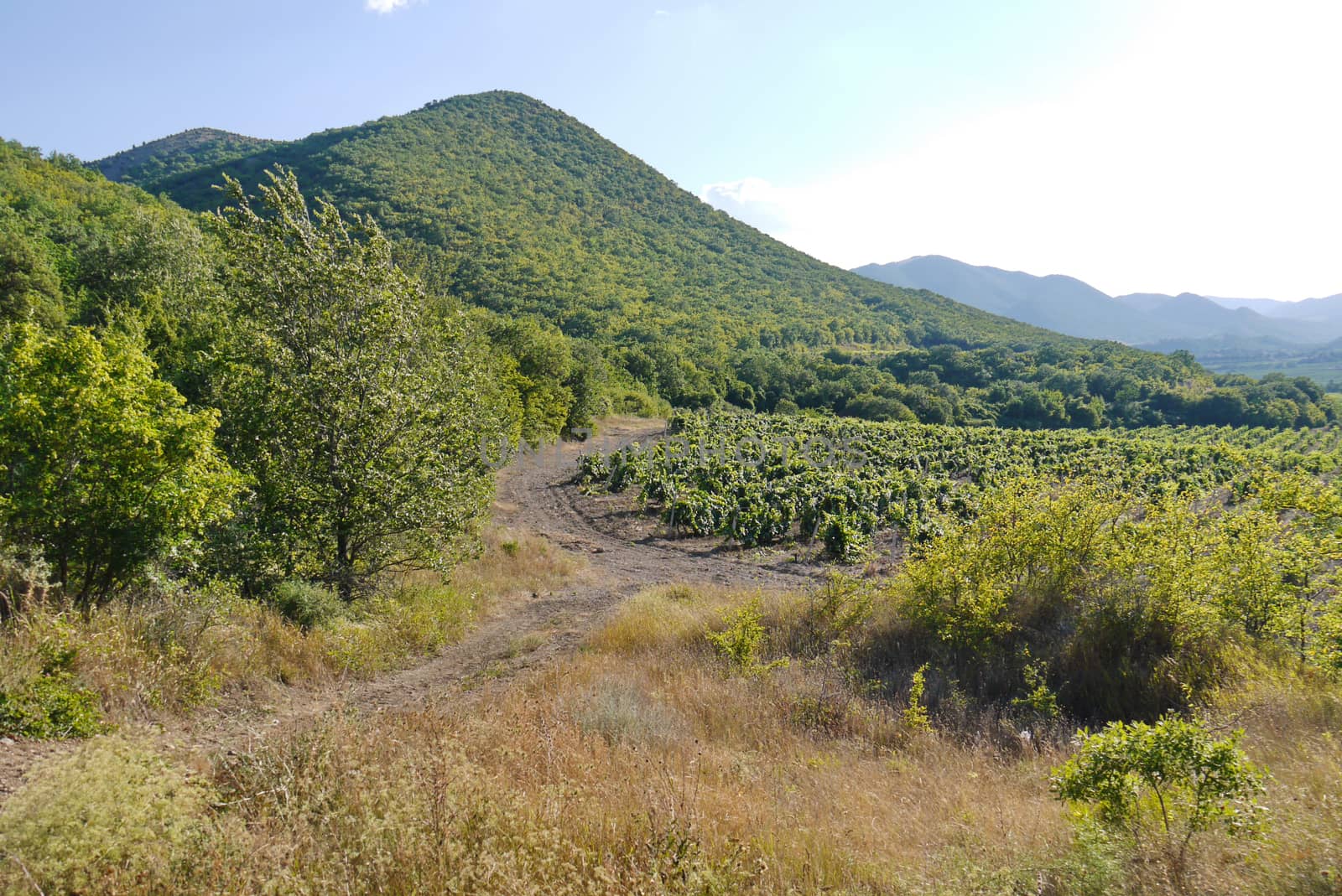Green shoots on the farm located at the foot of a small mountain with slopes covered with thick forests.