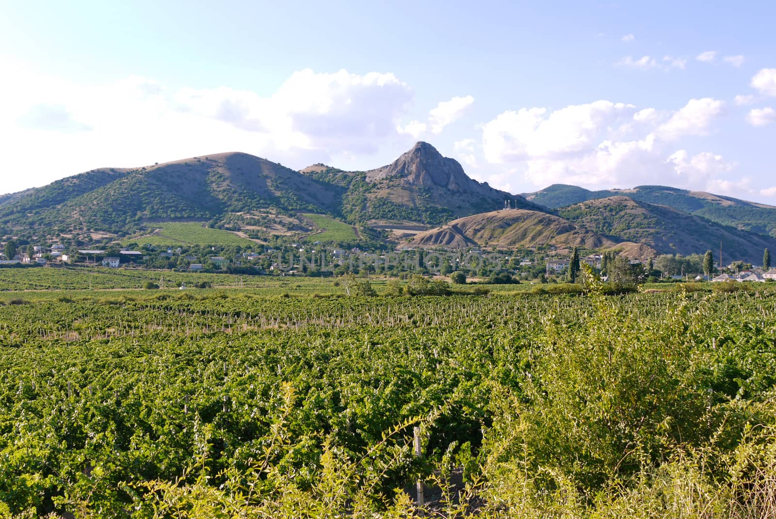 Large plantations of planted plants with a village far away in the distance among the trees lying at the foot of the mountain slopes.