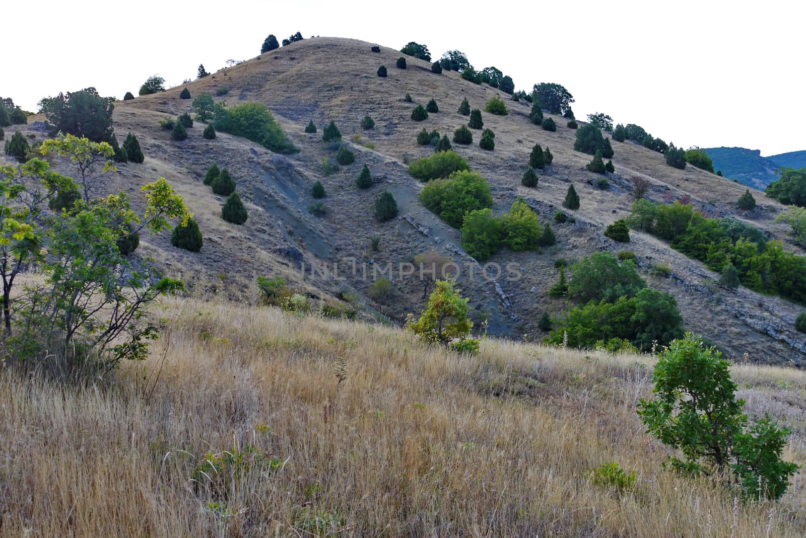 A ground slope with dry earth and green bushes, passing into the plain with yellow grass