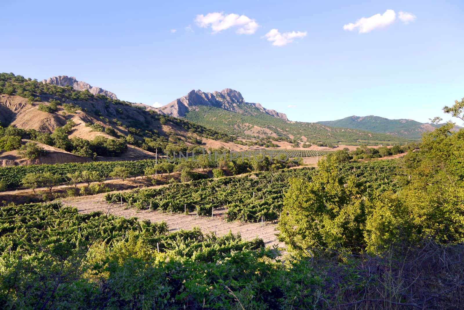 vine plantations on the background of the Crimean mountains
