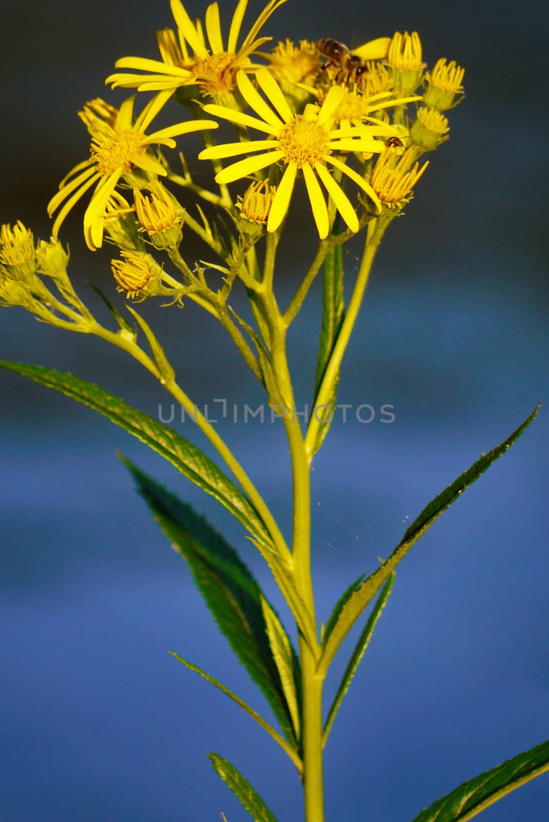 A small green plant with yellow flowers on a blue, blurred background