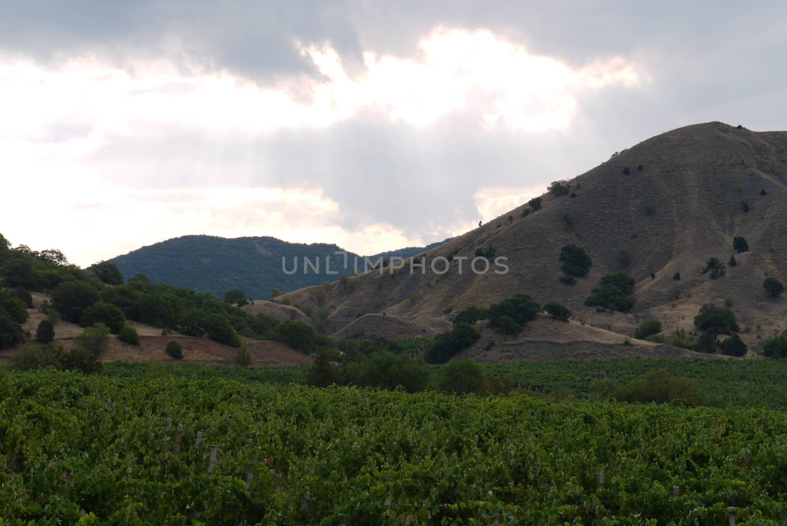 A green plantation on the slopes of the hills in the shadow of the clouds covering the sun