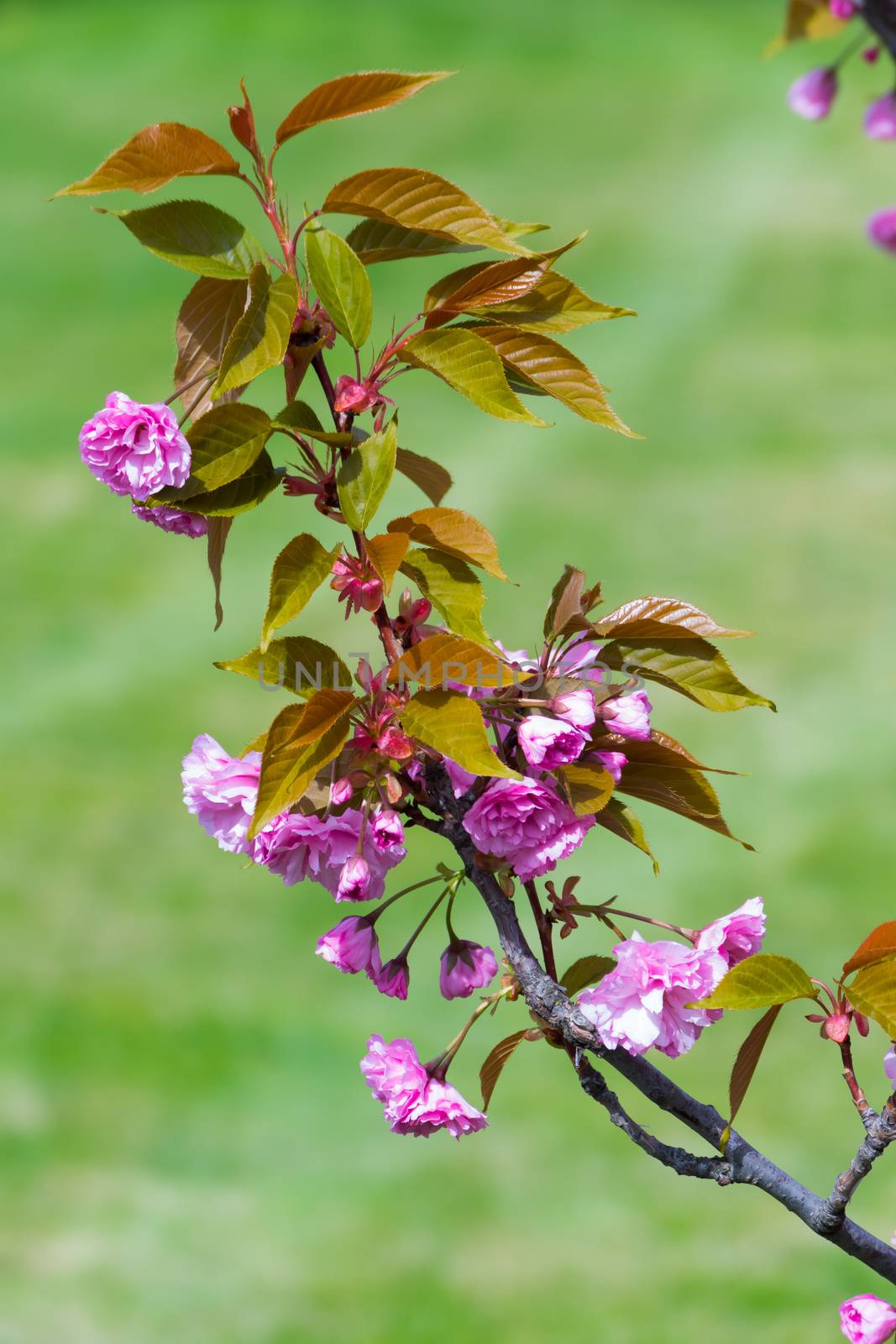 The branch of the young, blooming cherry blossoms with pink flowers