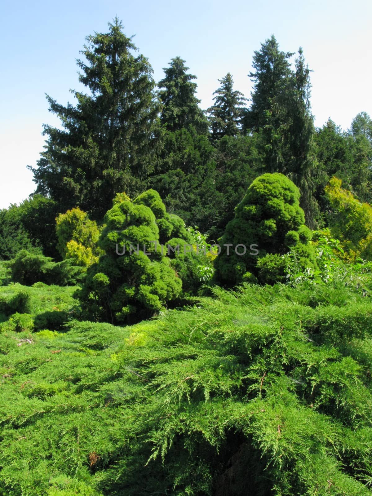 composition of coniferous trees with high firs in the background