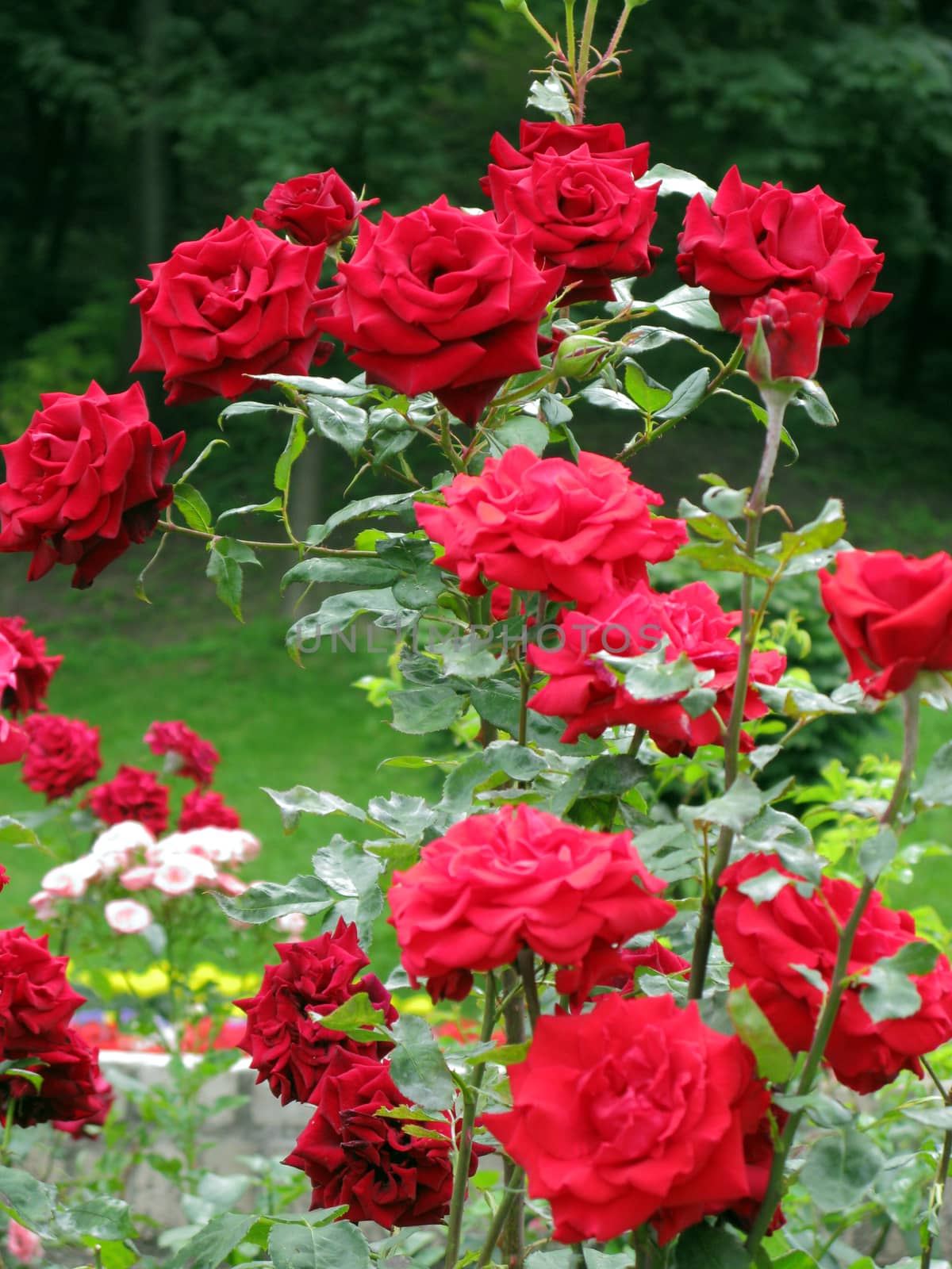 beautiful red roses densely bloom on a high bush in the park. by Adamchuk