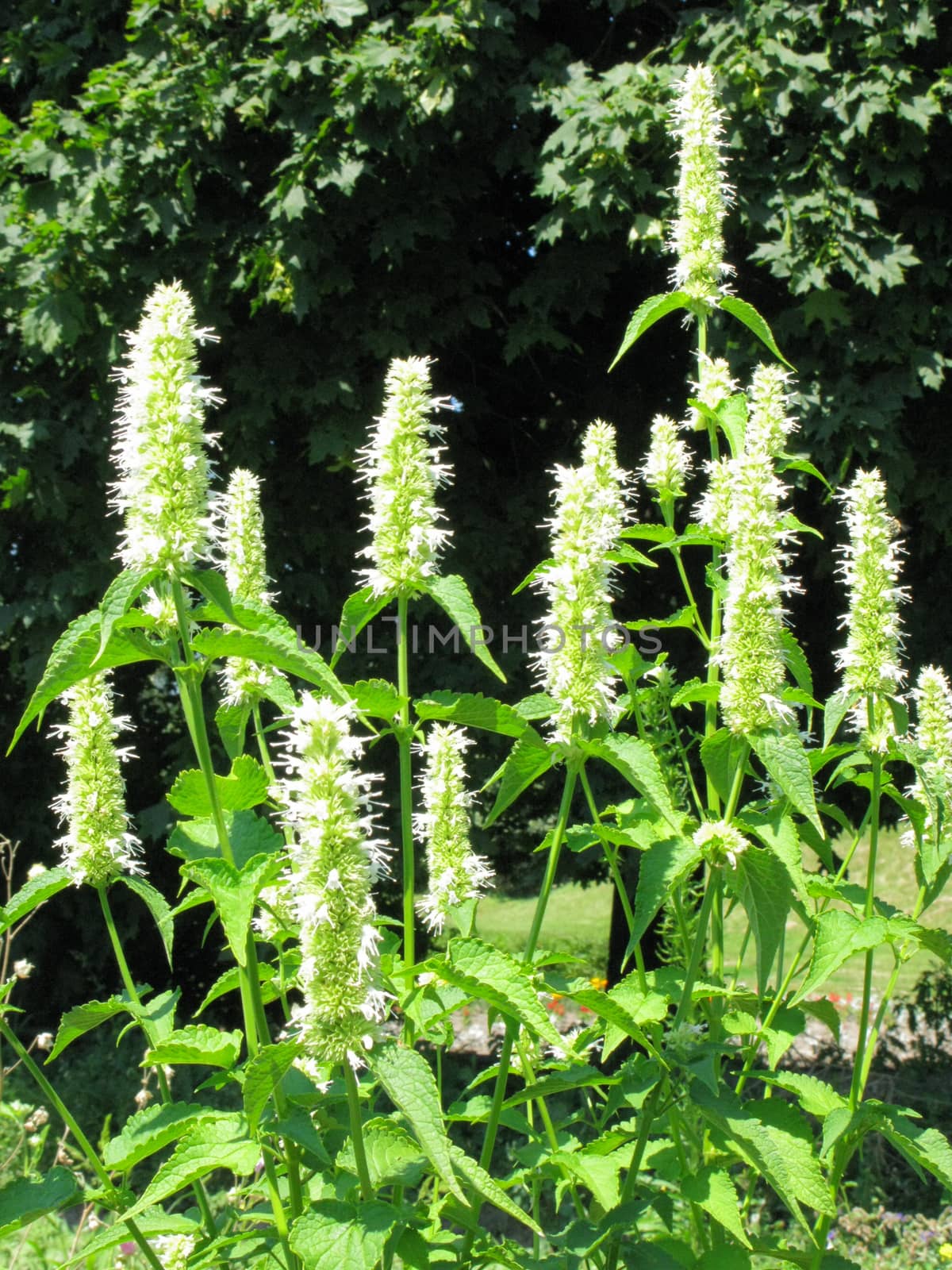 A lush blossomed bush with white flowers and green leaves against the background of trees