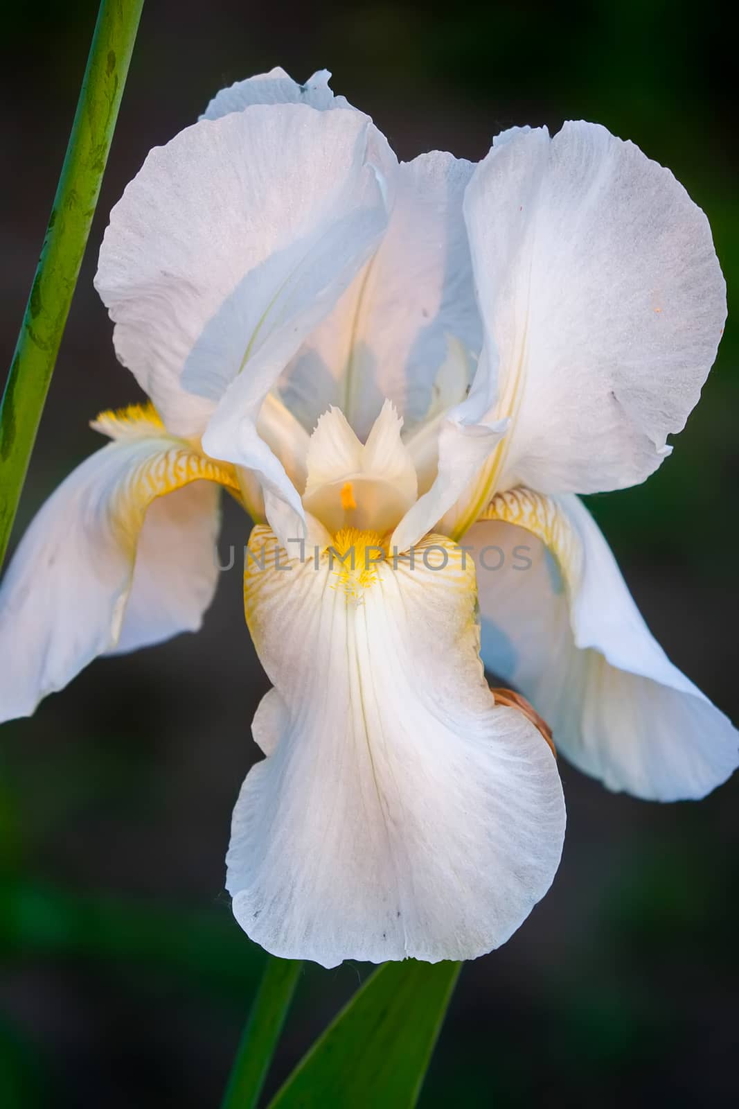 delicate flower of white iris with yellow veins inside and green leaves by Adamchuk