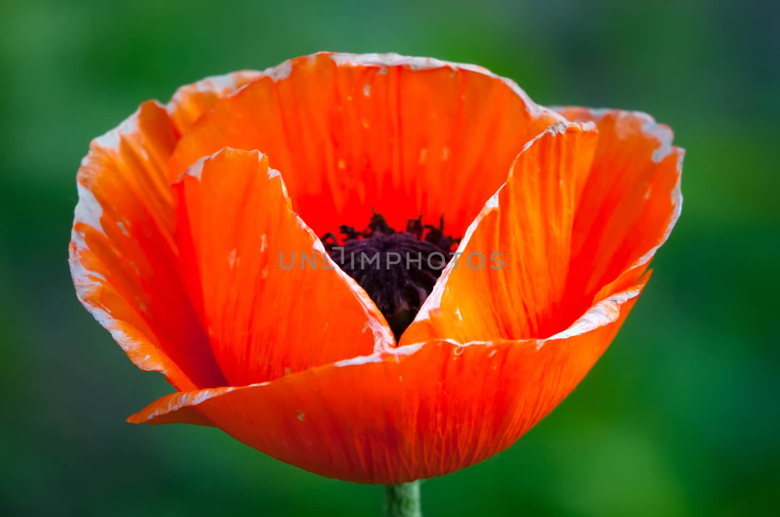 bright red poppy closeup on a background of bright green juicy grass