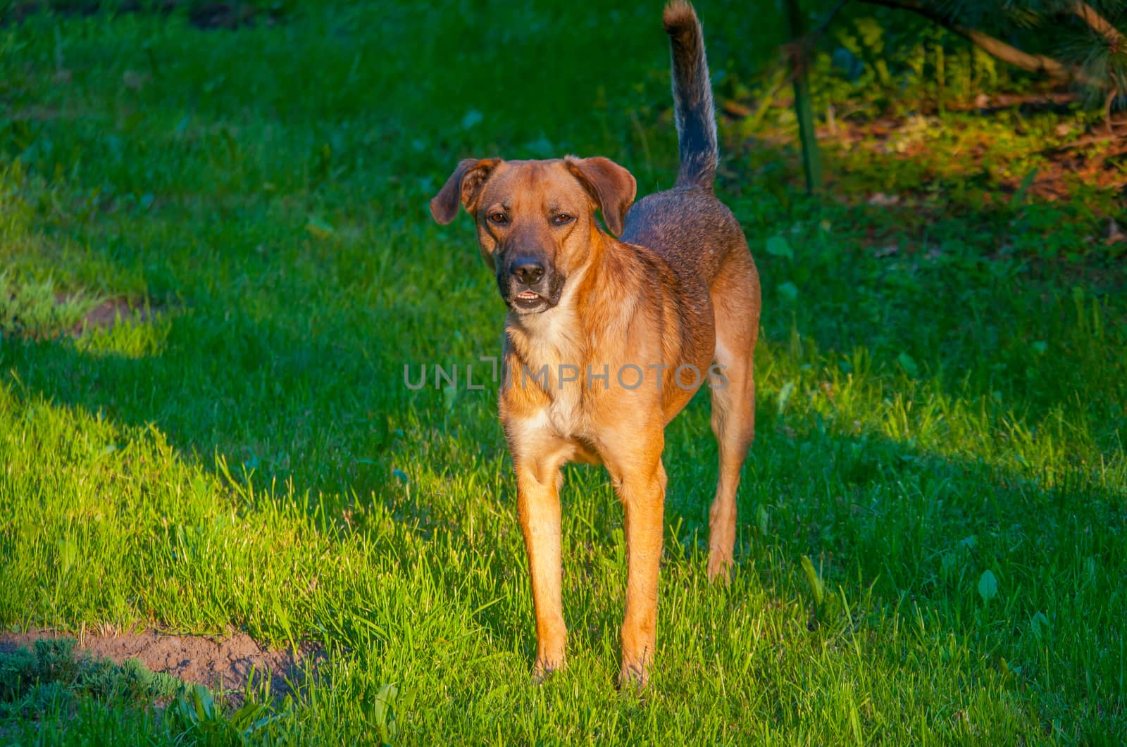 A brown-haired doggie stands on the green grass and looks closely at the frame