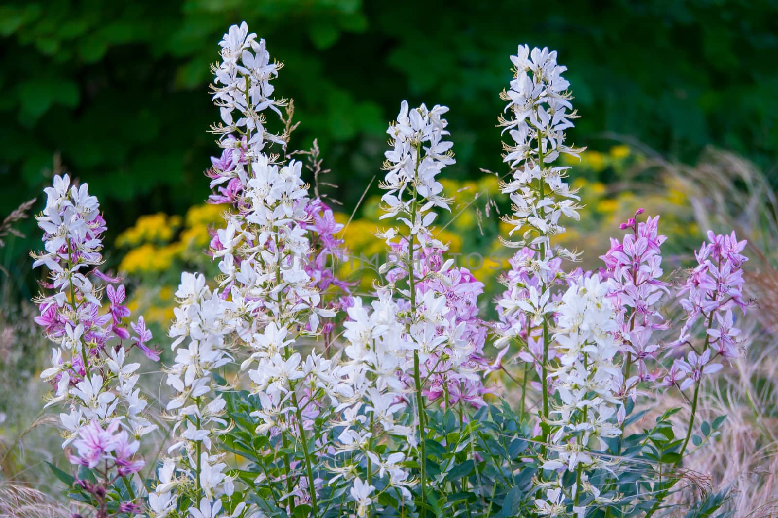 Beautiful pink and white lavender flowers with green stems on a deciduous forest.
