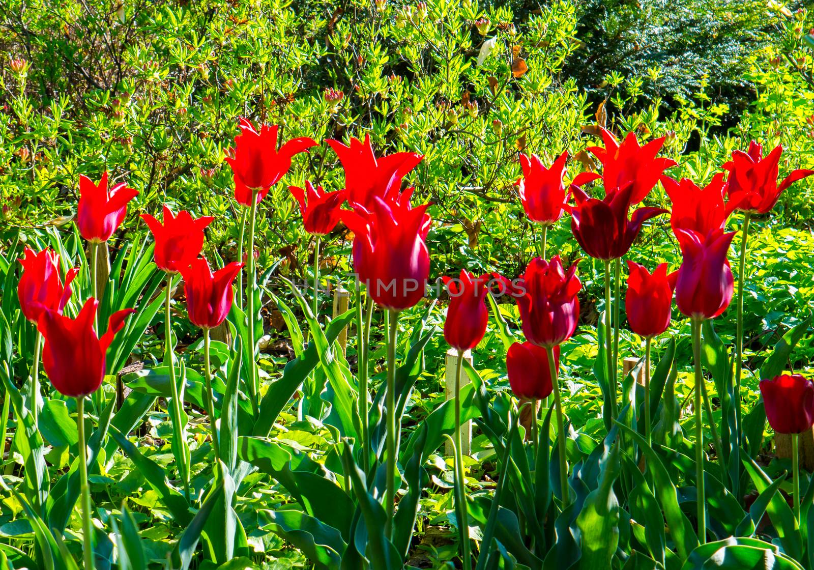 Red tulips are a true symbol of spring. Great gift for mother's day by Adamchuk