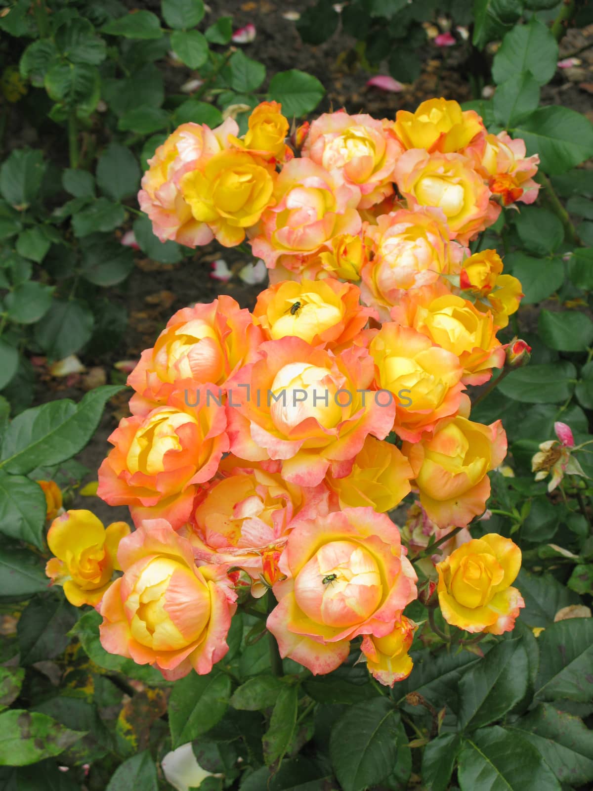 Inflorescences of orange small rose flowers between rich green leaves on the bush