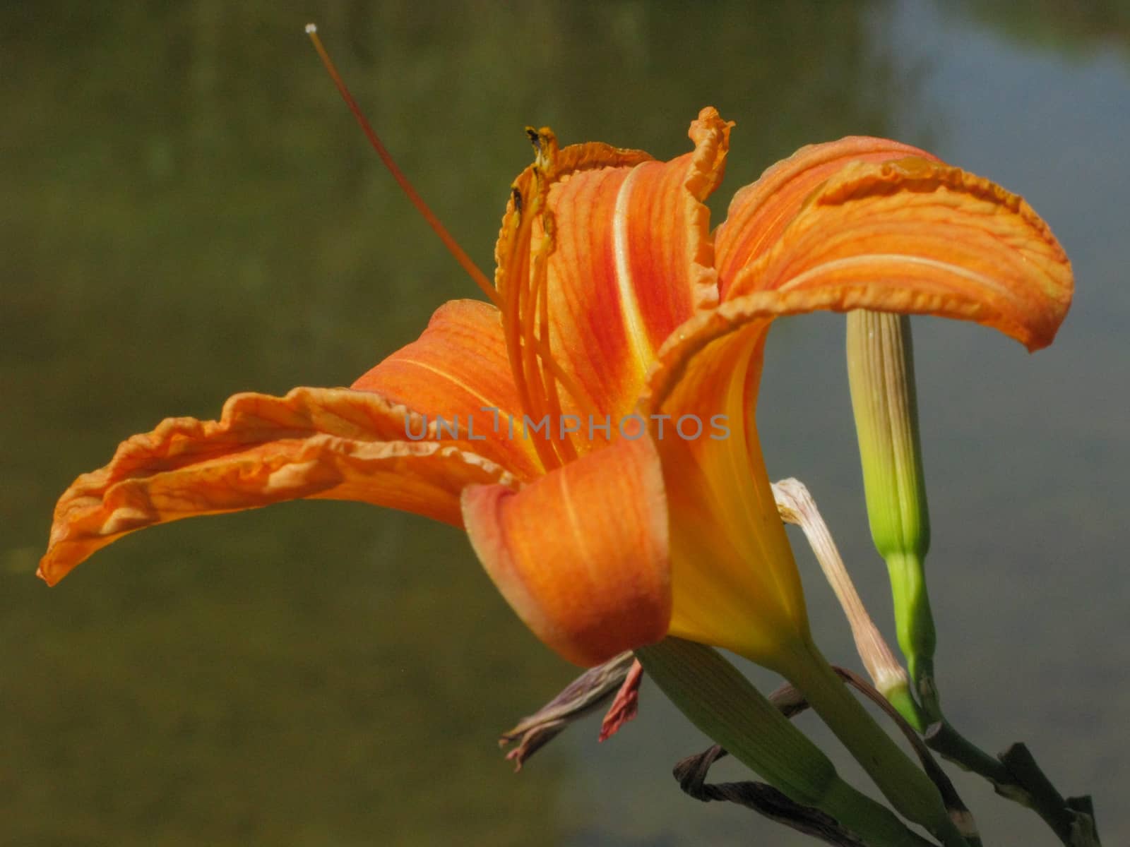 Flower of an orange lily with delicate petals. She pulls her antennae toward the sun by Adamchuk