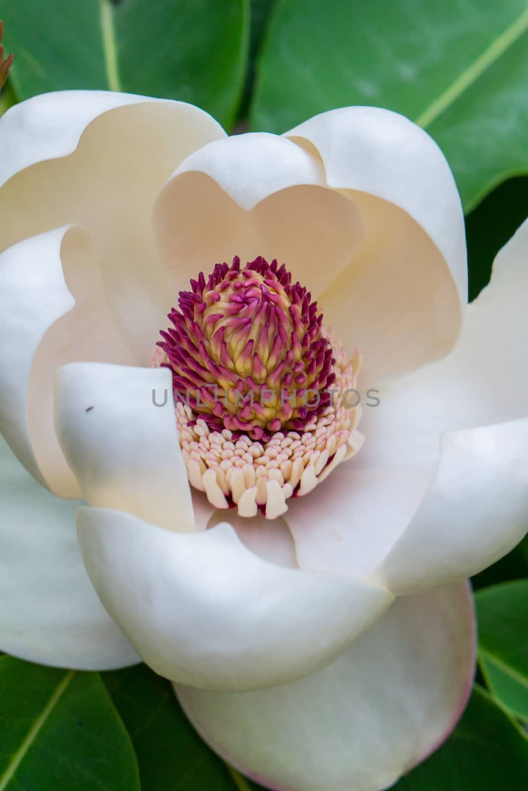 Flower of a water lily with white petals and green leaves. Photo of the close