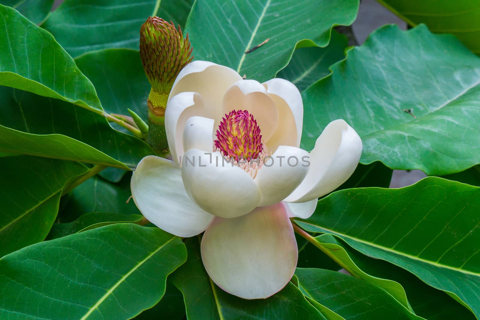 Bloomed flower with white petals and a pink core against a background of green leaves...