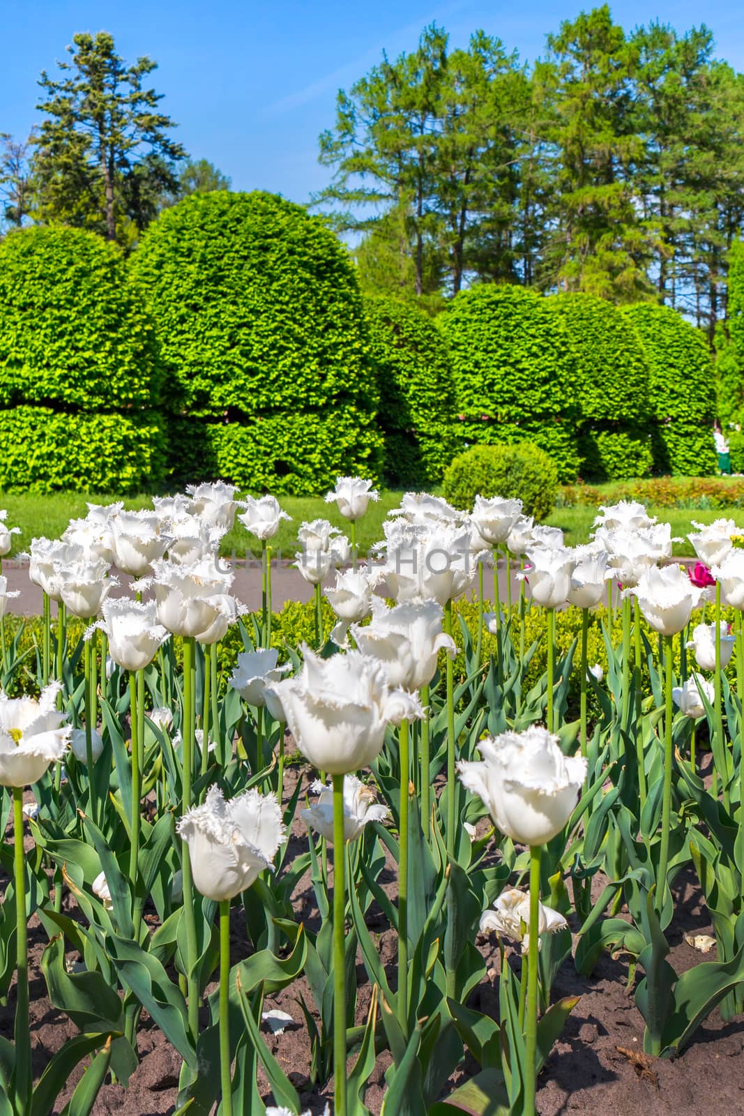 plantation of white terry tulips in the park near the alley with decorative bushes by Adamchuk