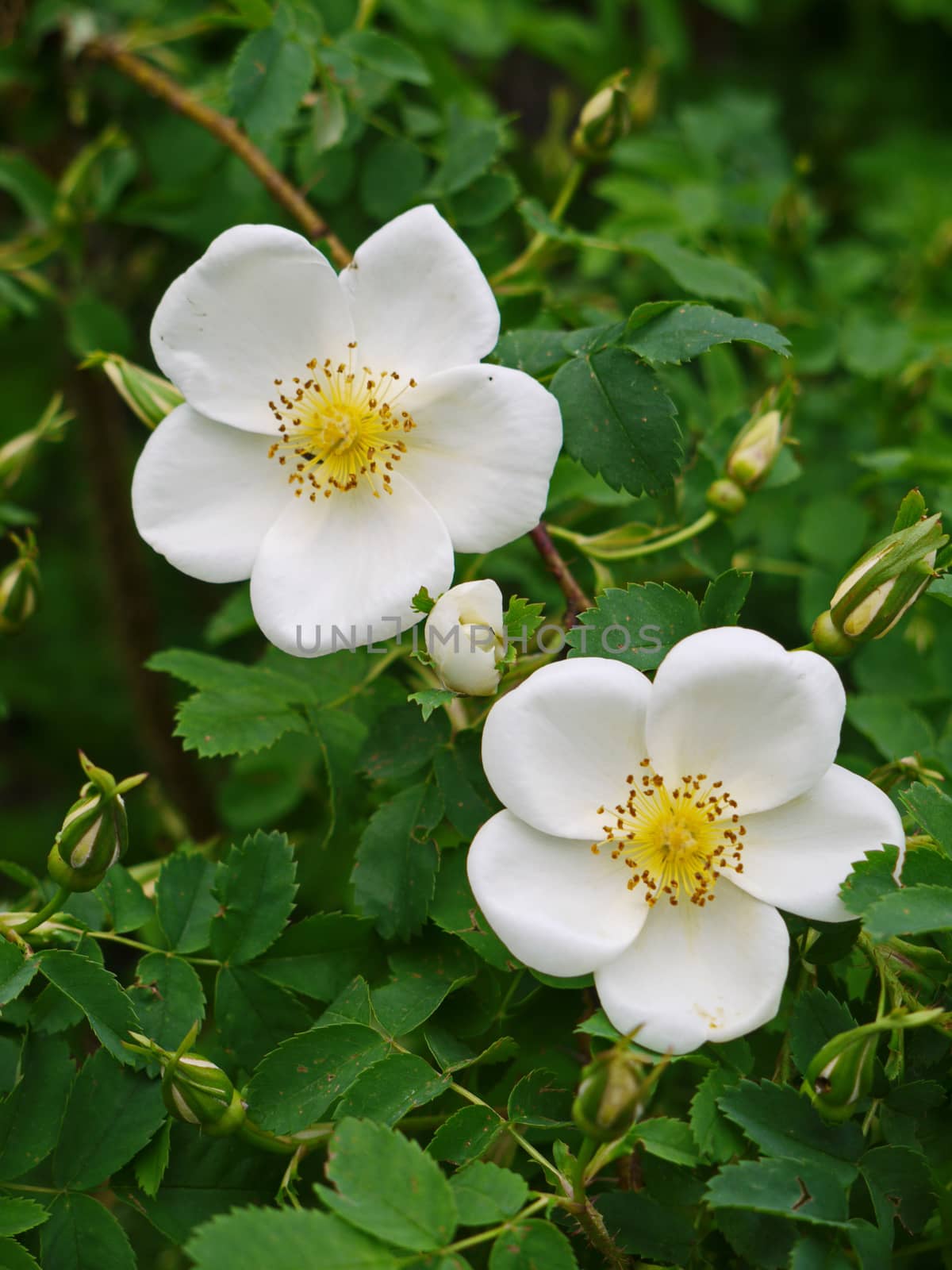 Among the green thick leaves are the delicious white petals of the flower. With the pistil with stamens growing in the middle.