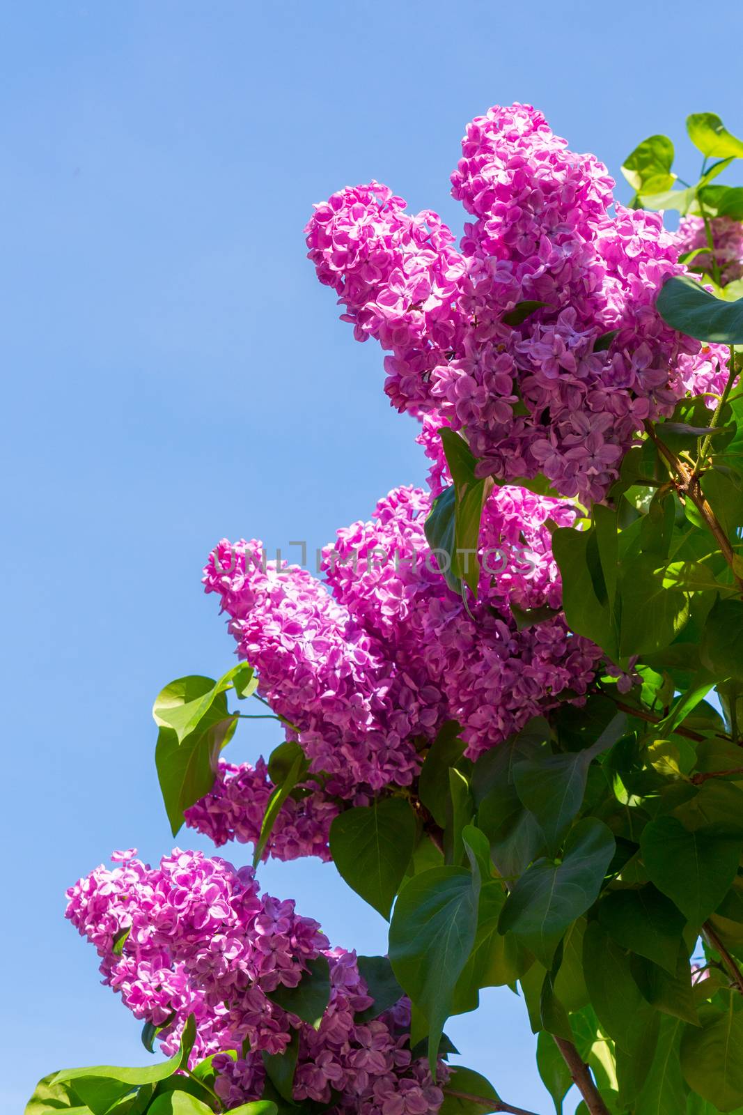 the top of the lilac bush with torches of purple inflorescences on the background of the blue sky