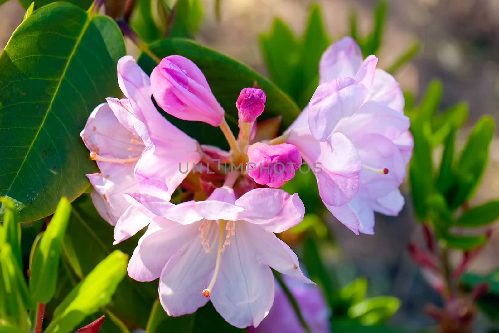 Beautiful blossoming pink-white flower against the background of green leaves by Adamchuk