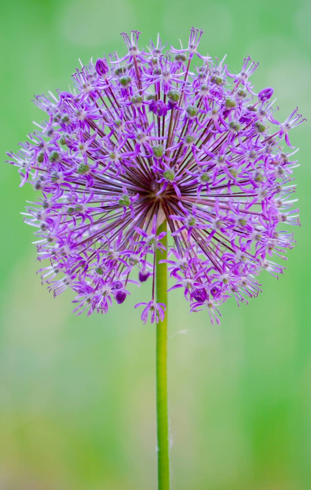 purple round flower, ball, dandelion on a green background