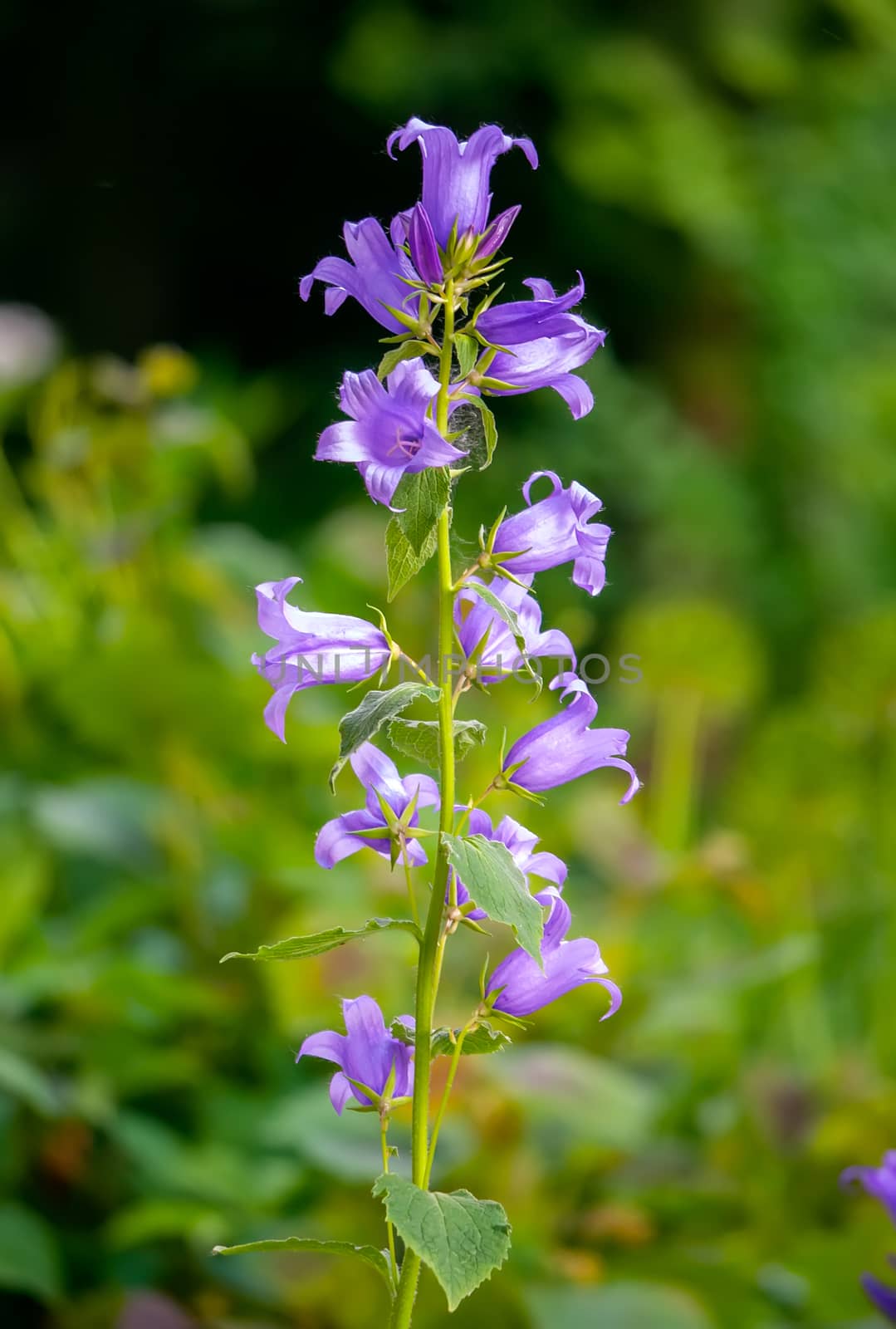 purple flowers bells on a background of bright green juicy grass