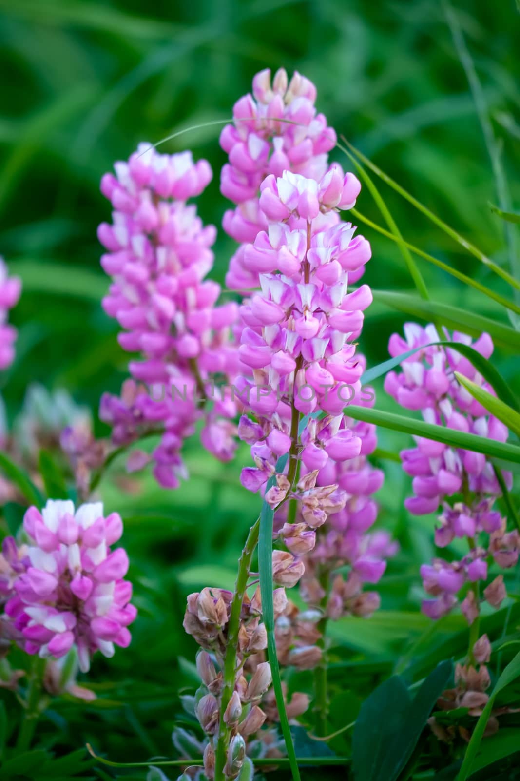 with an amazing smell of a beautiful view of light pink irises by Adamchuk