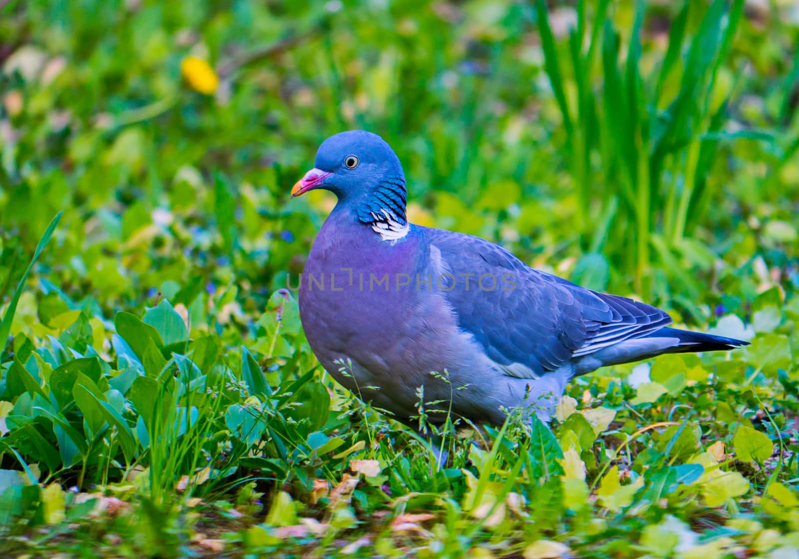 Proud and beautiful blue dove with white spots against the background of green foliage.