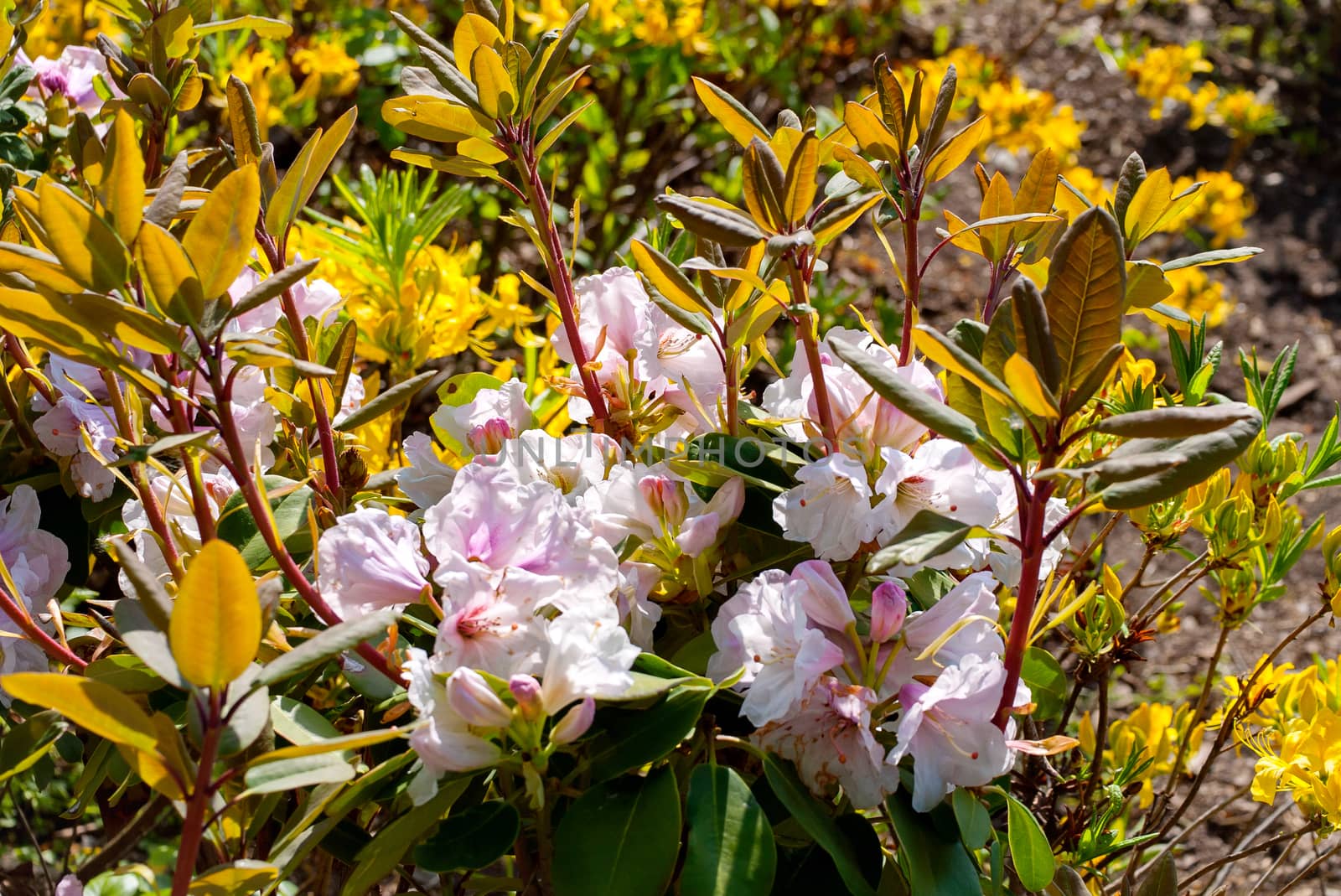 A small bush of flowers with leaves growing on the stems and blossoming petals at the bottom. by Adamchuk