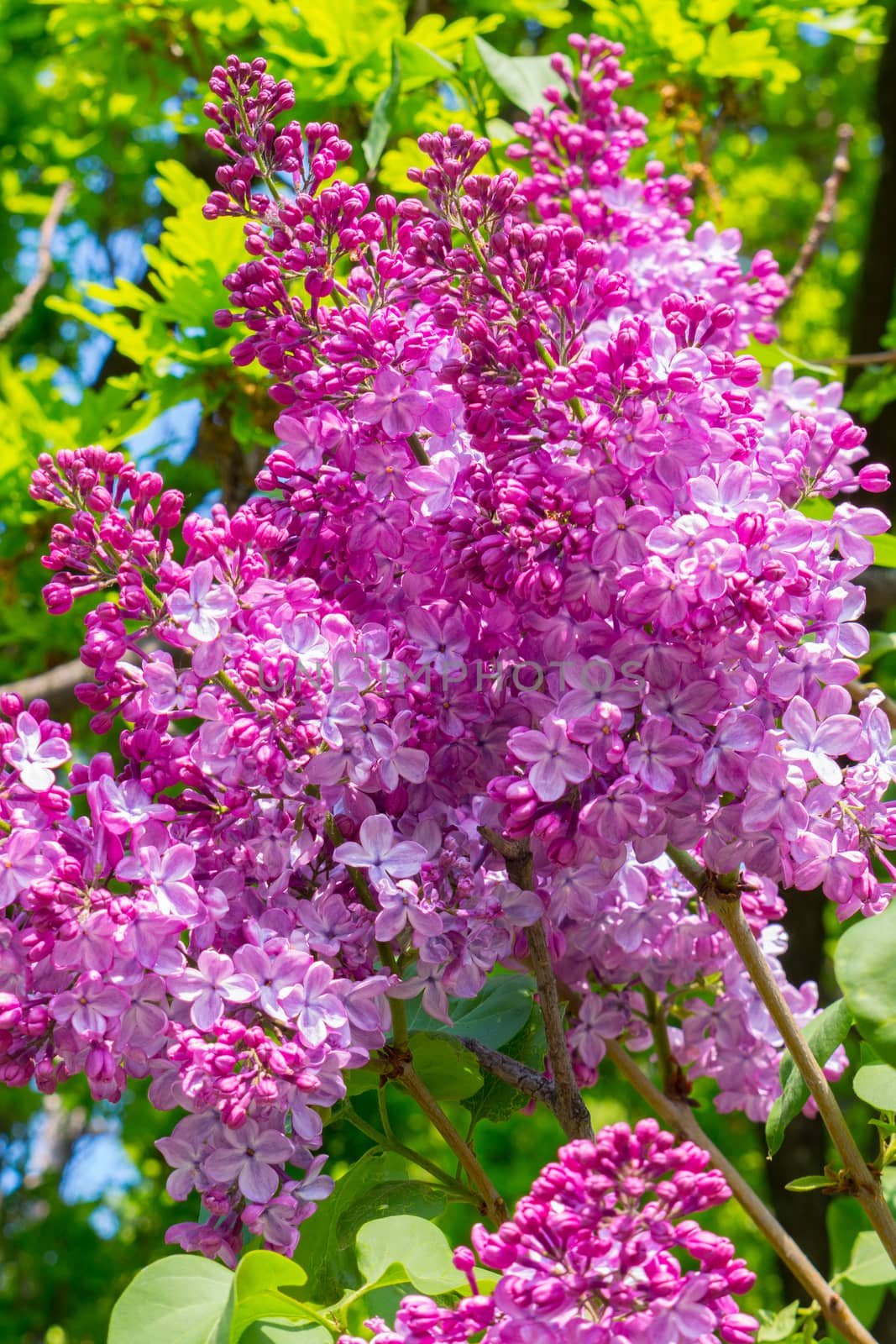 bunch of flowers of bright purple lilac in the early spring against the background of greenery by Adamchuk