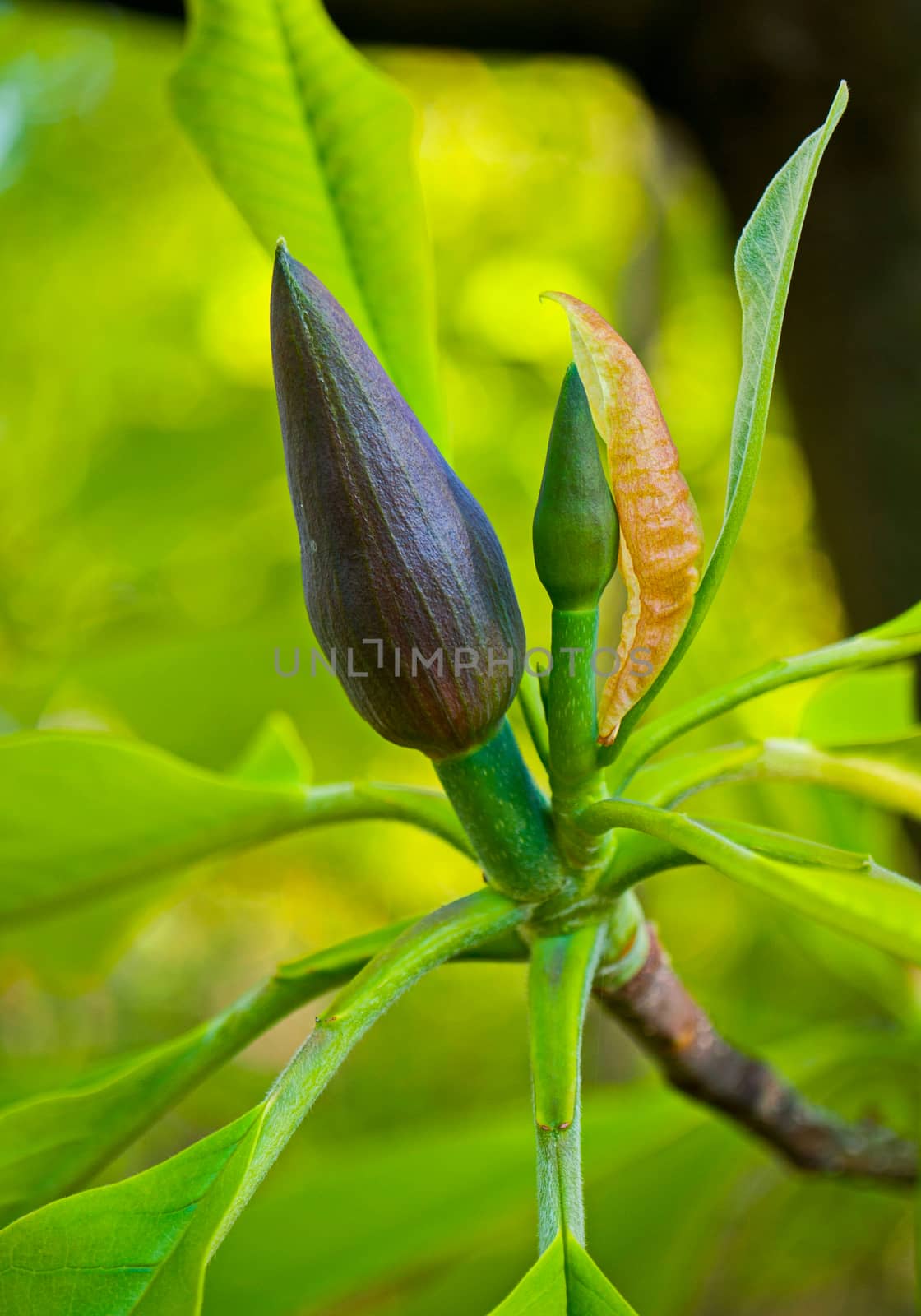 elegant transparent green flower leaves with a bud that will soon be blossoming