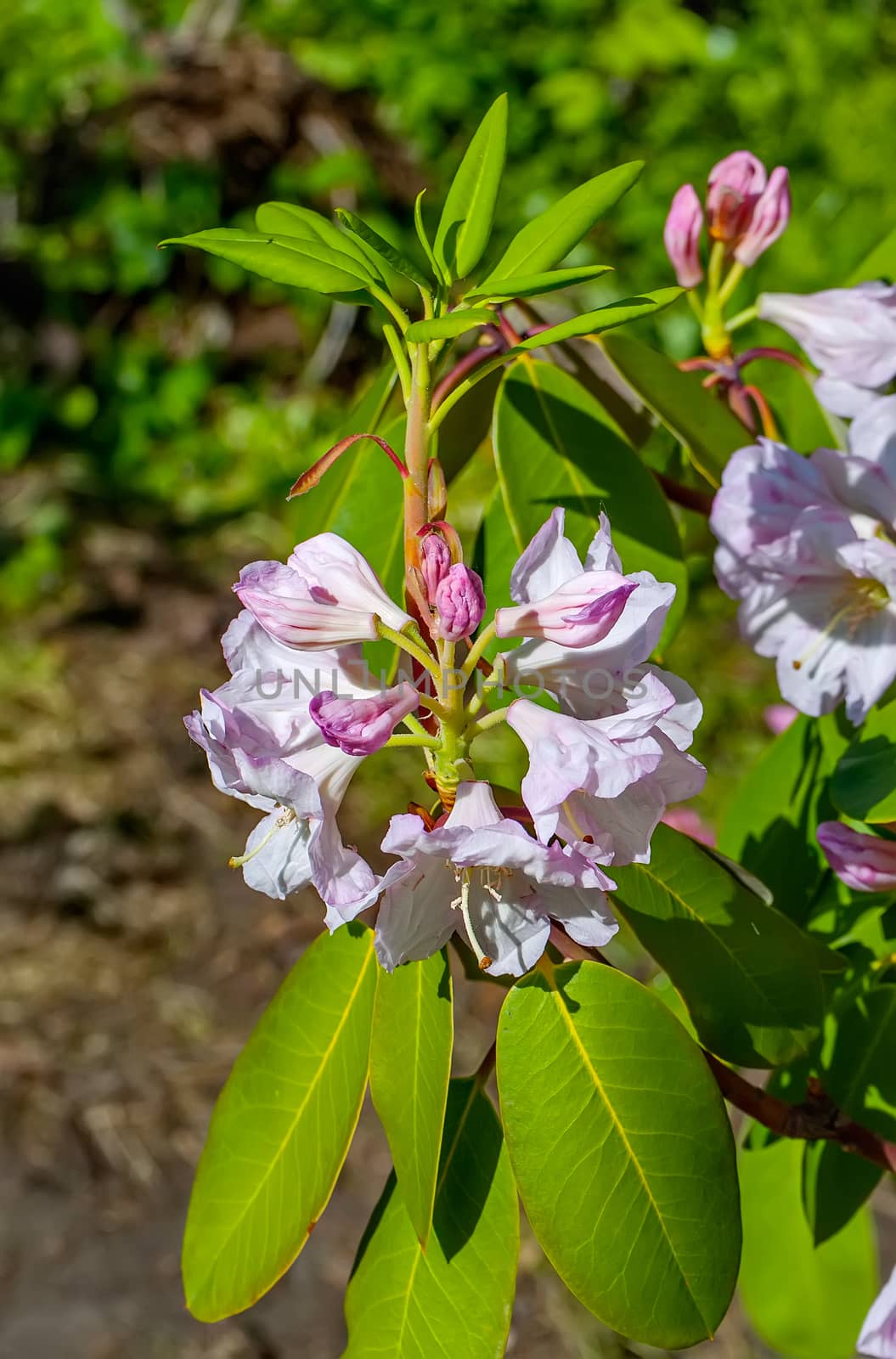 Delicate florets with pale pink petals and juicy leaves of light green color
